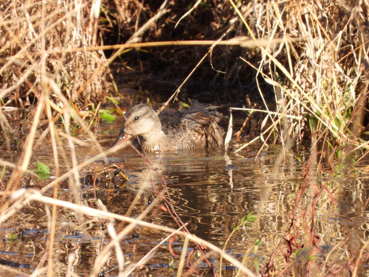 Gadwall - ML645465356