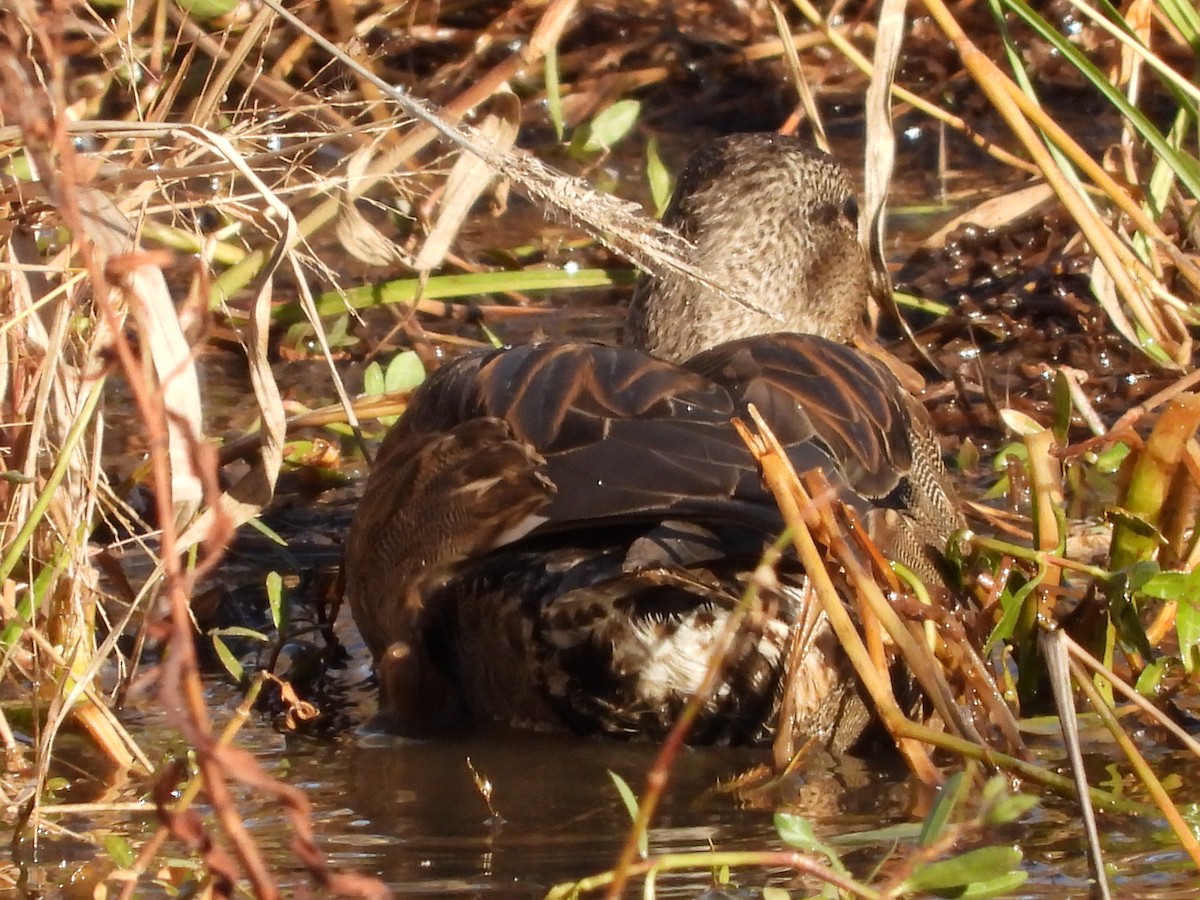 Gadwall - ML645465358