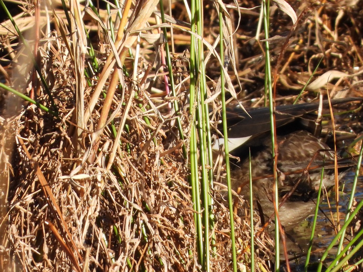 Gadwall - ML645465360