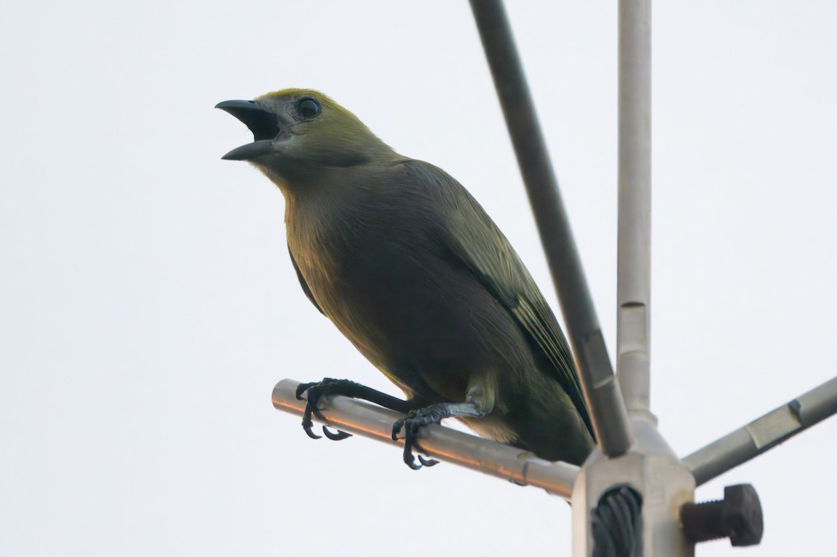 Tangara Palmera - ML645465366