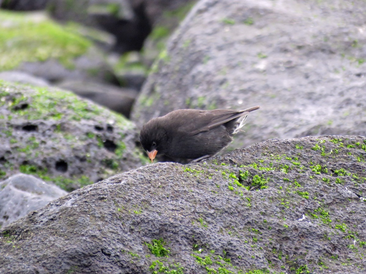 Small Ground-Finch - ML645465373