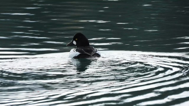 Гоголь зеленоголовий - ML645465390