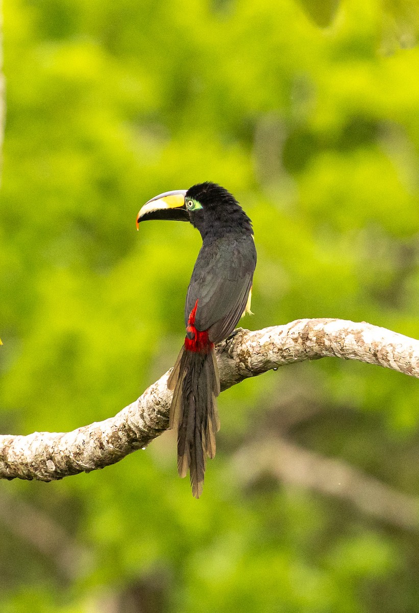 Many-banded Aracari - ML645465393