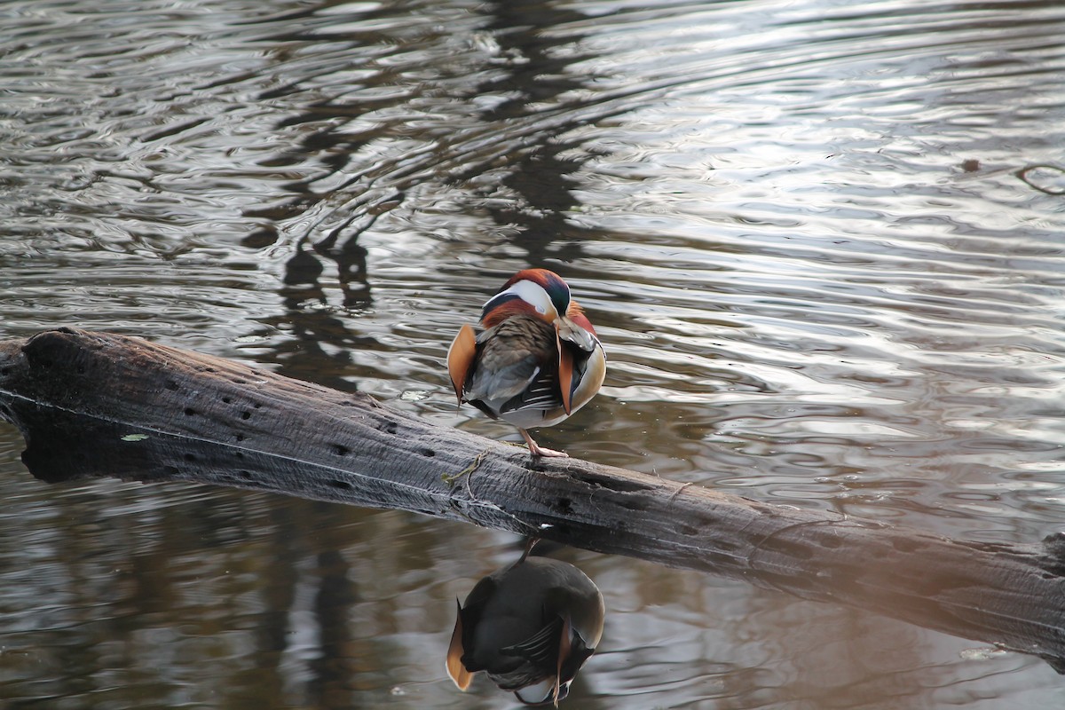 Mandarin Duck - ML645465394