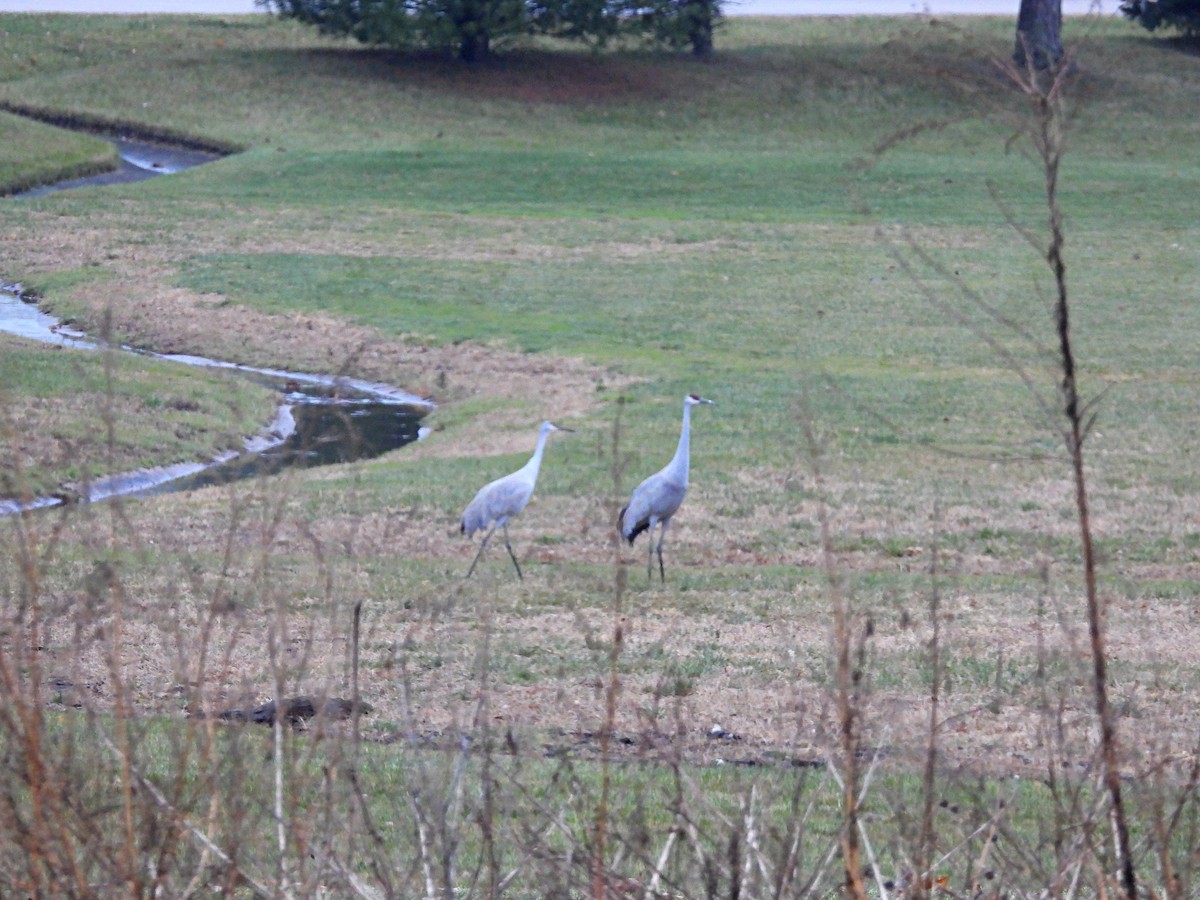Sandhill Crane - ML645465408