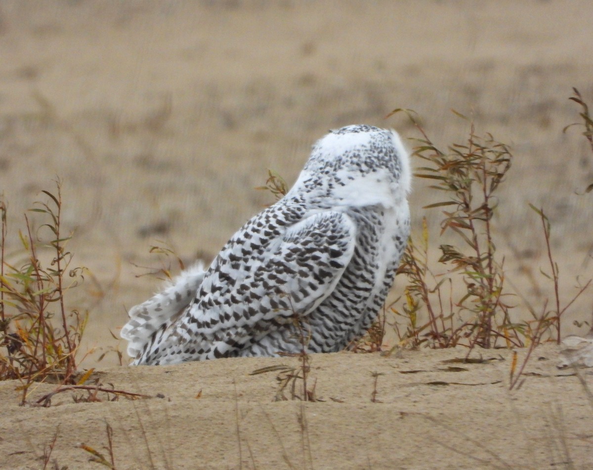 Harfang des neiges - ML645465448