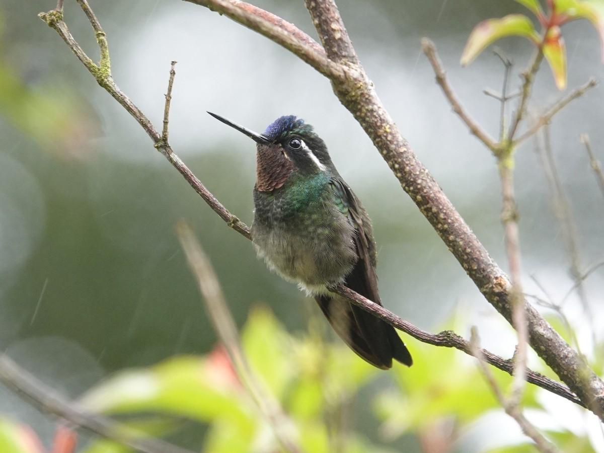 Purple-throated Mountain-gem - ML645465449