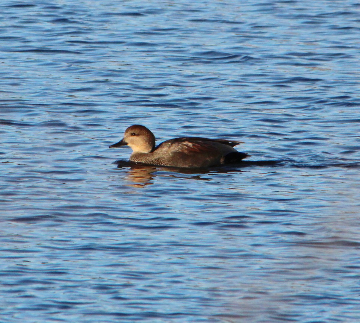 Gadwall - ML645465451