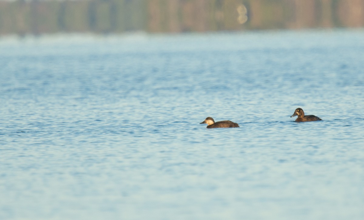 turpan žlutozobý - ML645465453