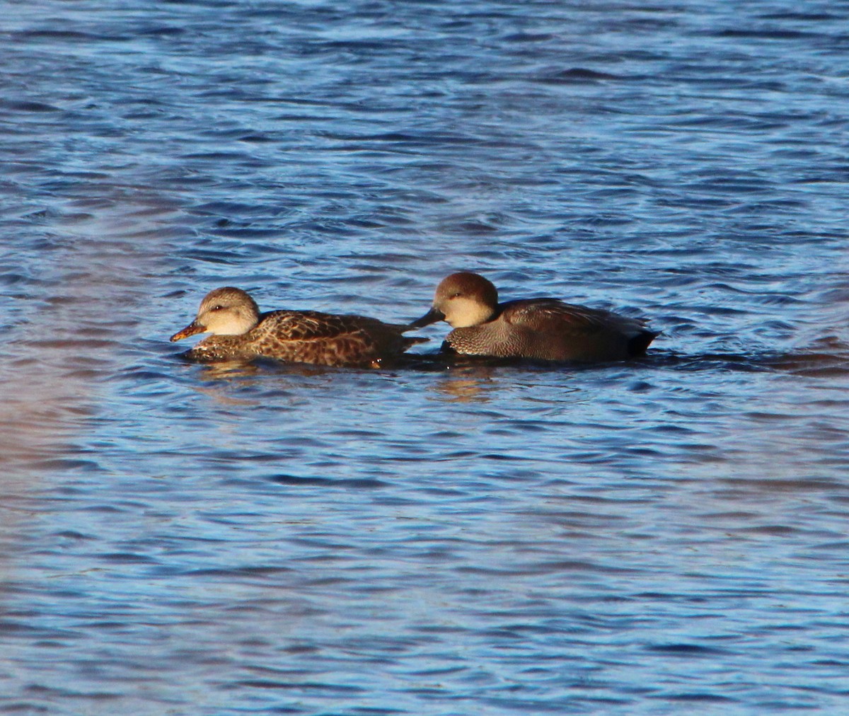 Gadwall - ML645465455