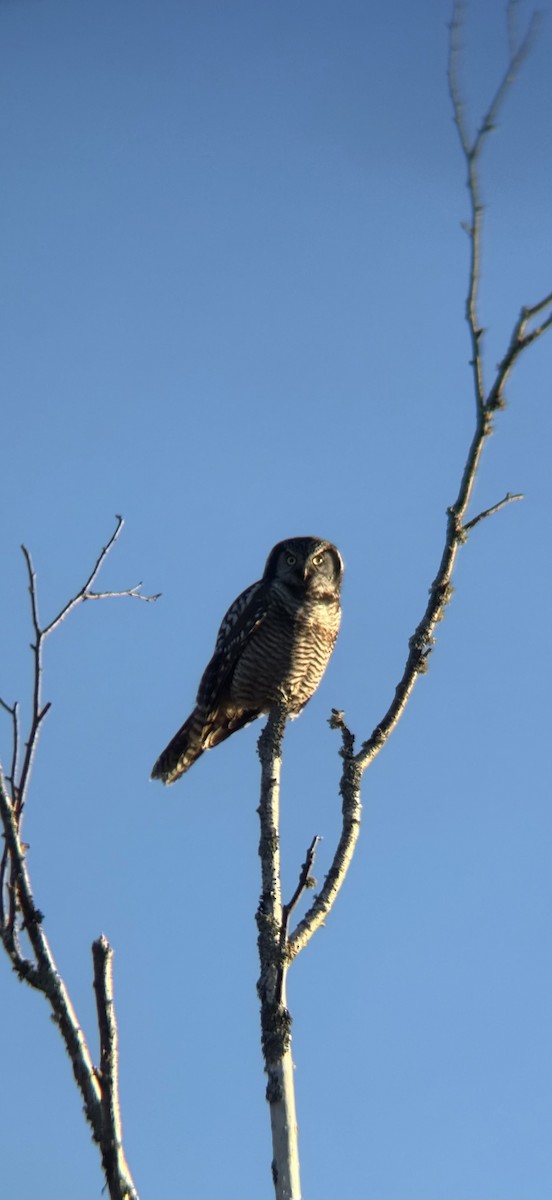 Northern Hawk Owl - ML645465459