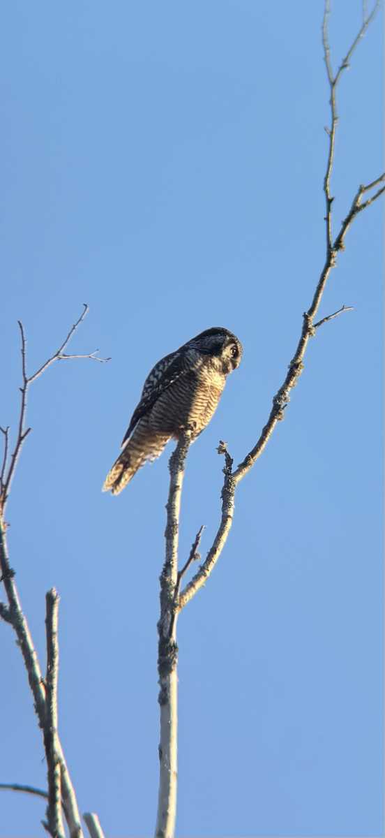 Northern Hawk Owl - ML645465460