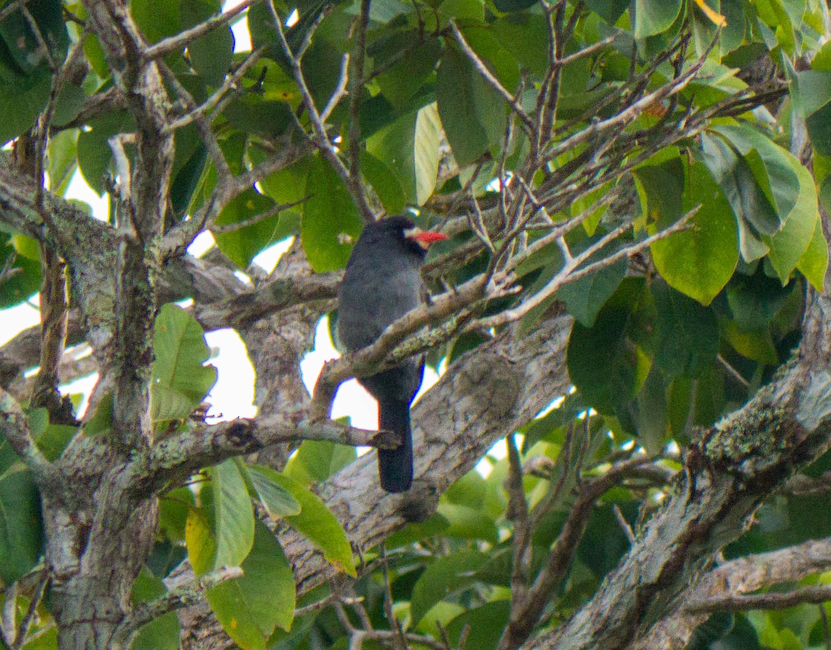 White-fronted Nunbird - ML645465468