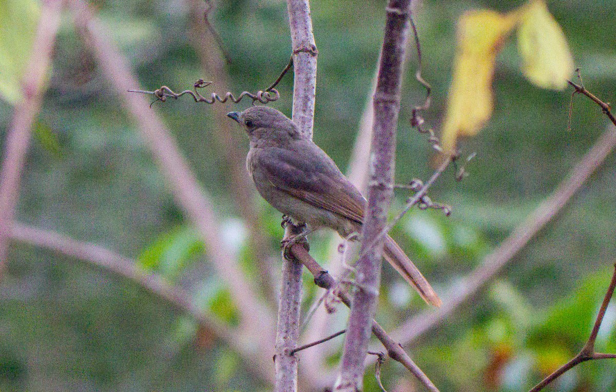 Grayish Mourner - ML645465480