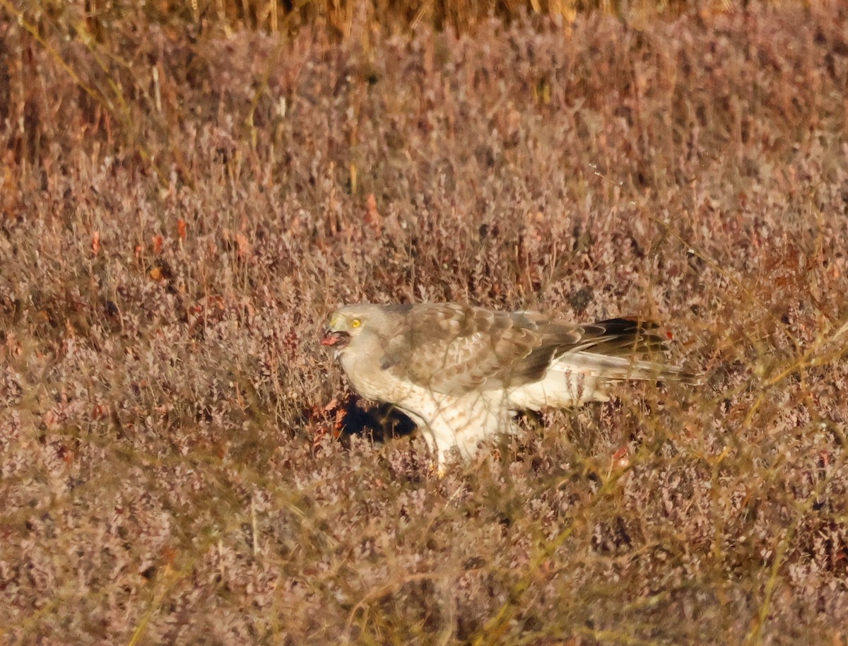 Northern Harrier - ML645465482