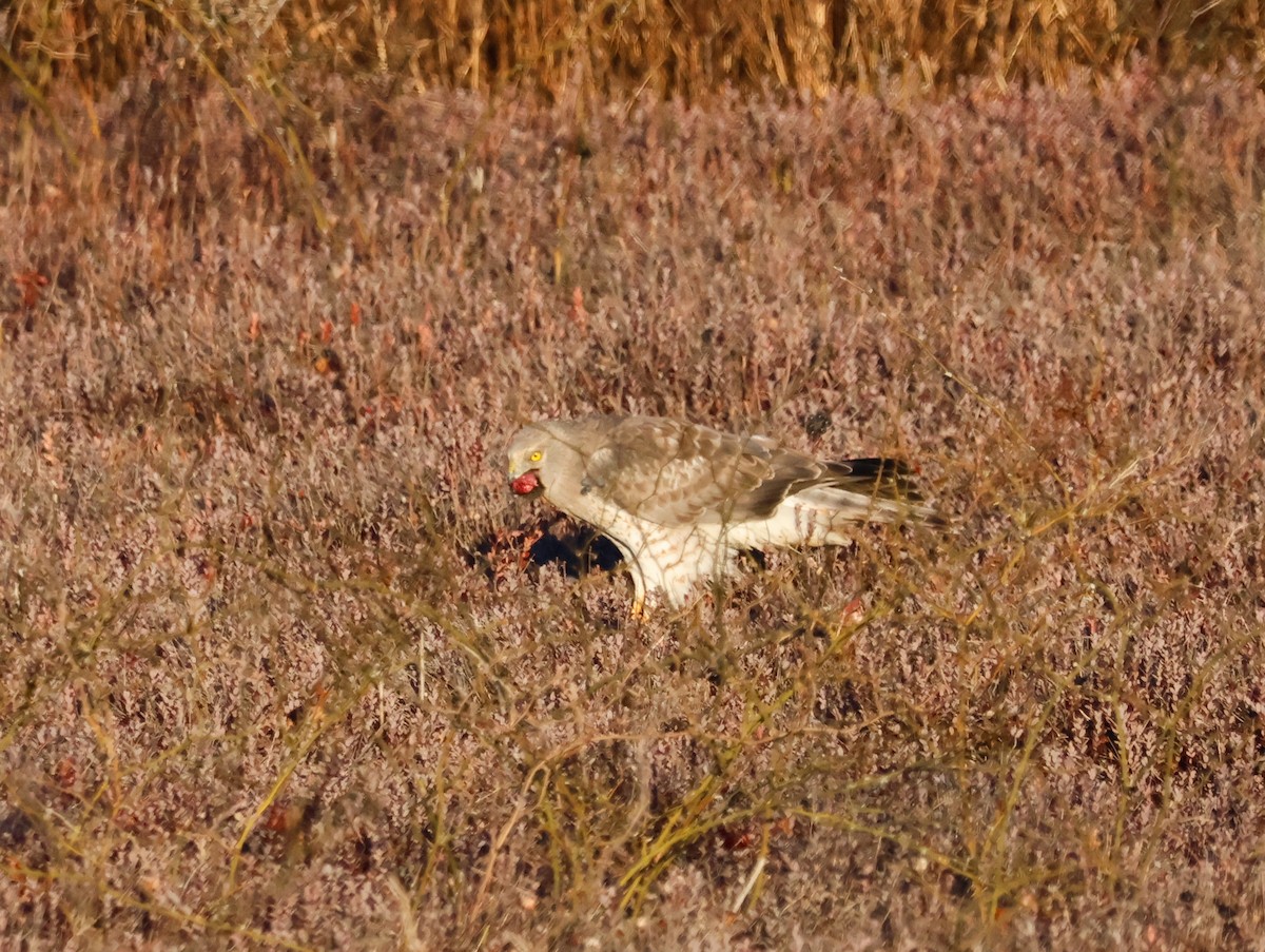 Northern Harrier - ML645465483