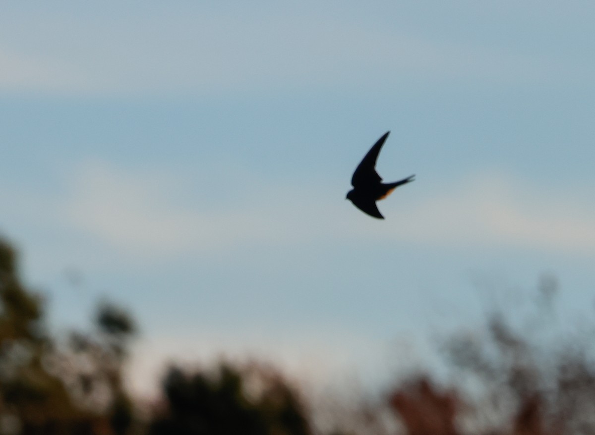 Ластівка сільська - ML645465494