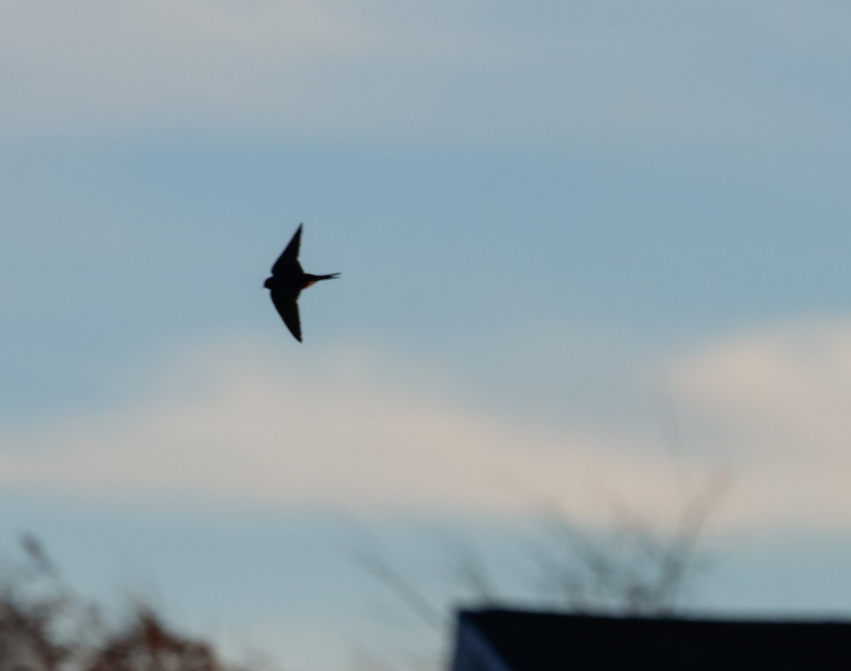 Ластівка сільська - ML645465495