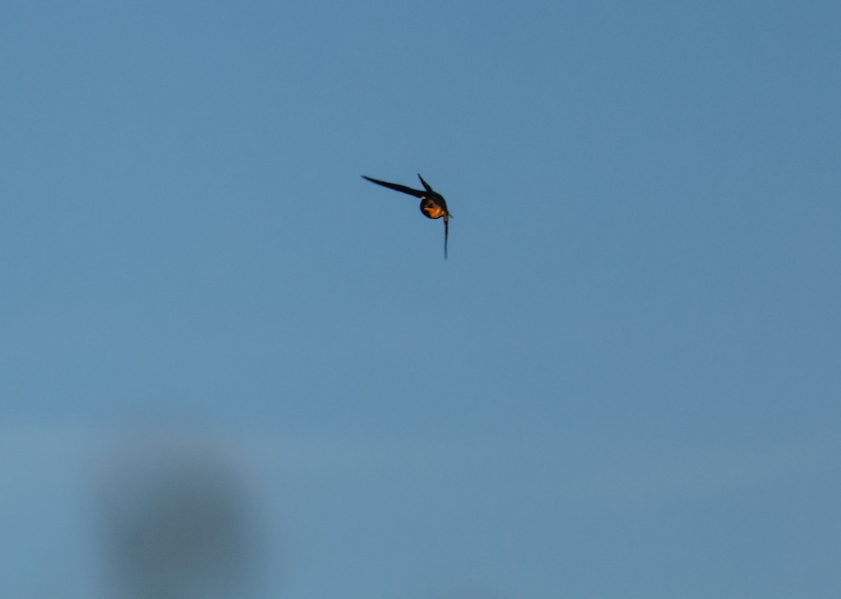 Ластівка сільська - ML645465515