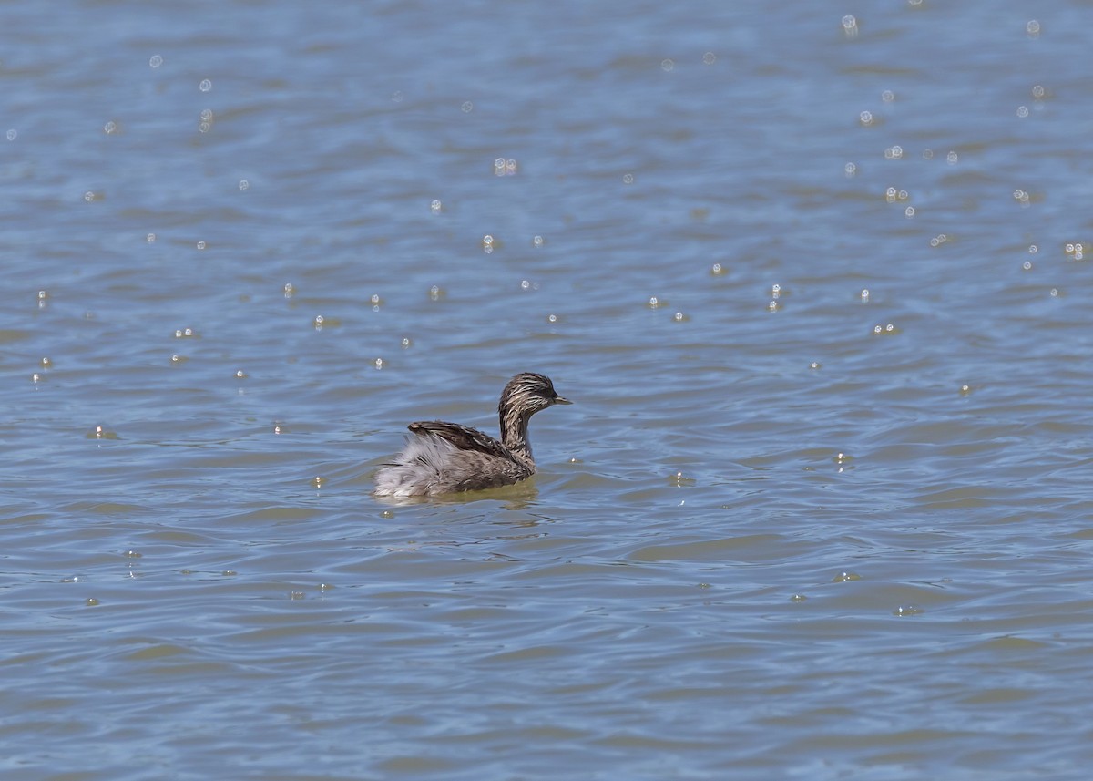 Hoary-headed Grebe - ML645465520