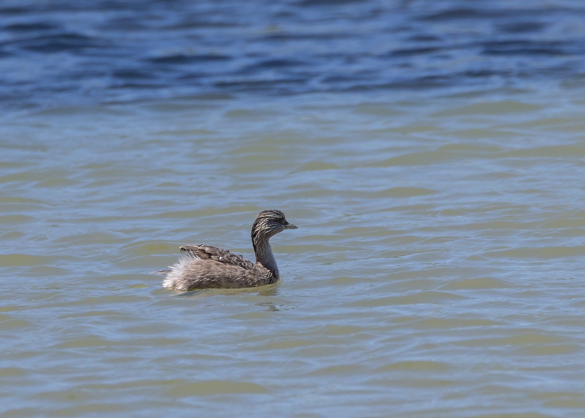 Hoary-headed Grebe - ML645465521