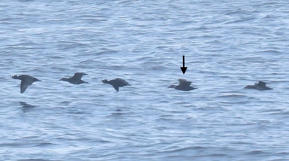 turpan žlutozobý - ML645465541