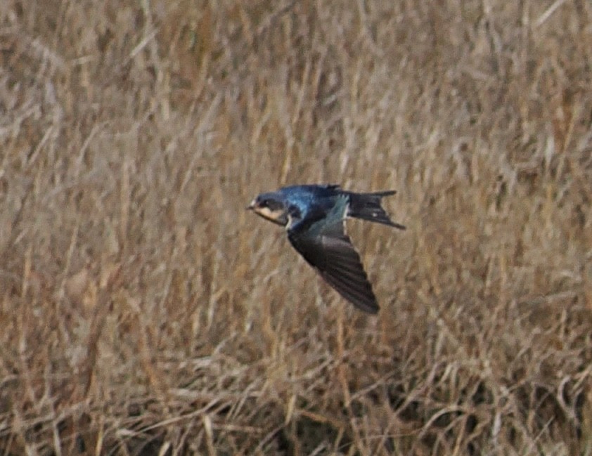 Ластівка сільська - ML645465551