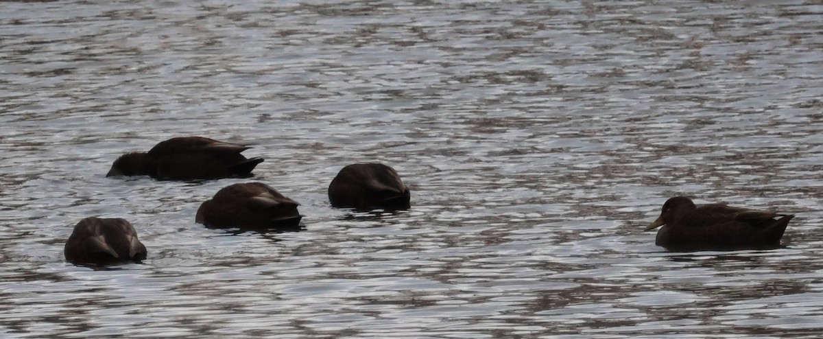 American Black Duck - ML645465557