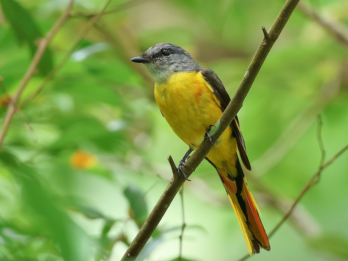 Личинкоїд сірощокий - ML645465559