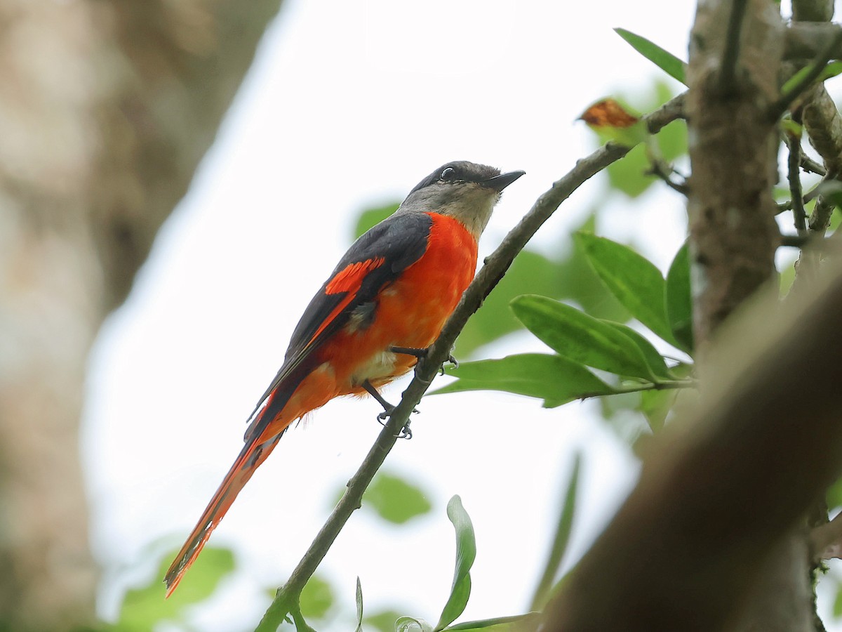 Личинкоїд сірощокий - ML645465560