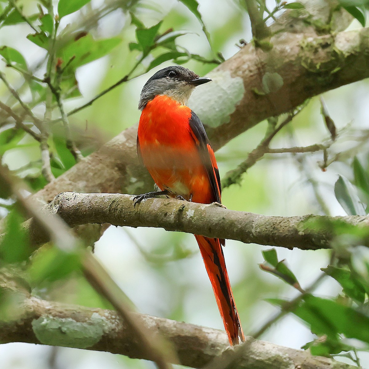 Личинкоїд сірощокий - ML645465561