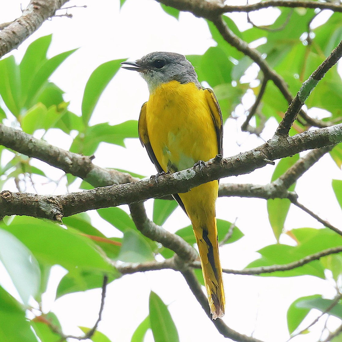 Личинкоїд сірощокий - ML645465562