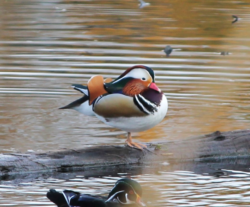 Mandarin Duck - ML645465578
