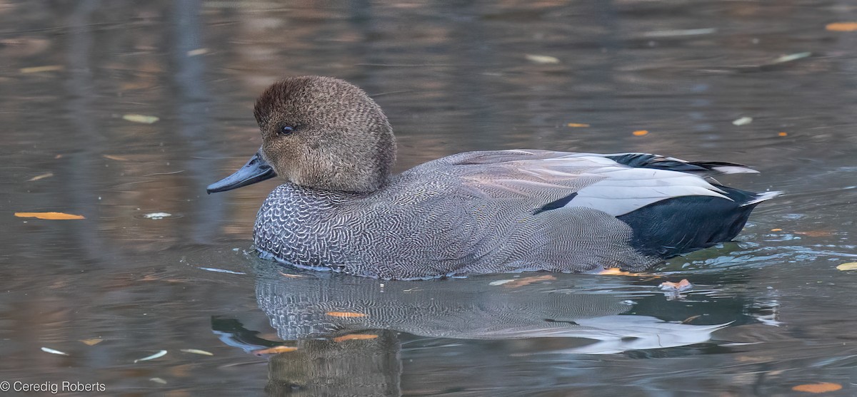 Gadwall - ML645465580