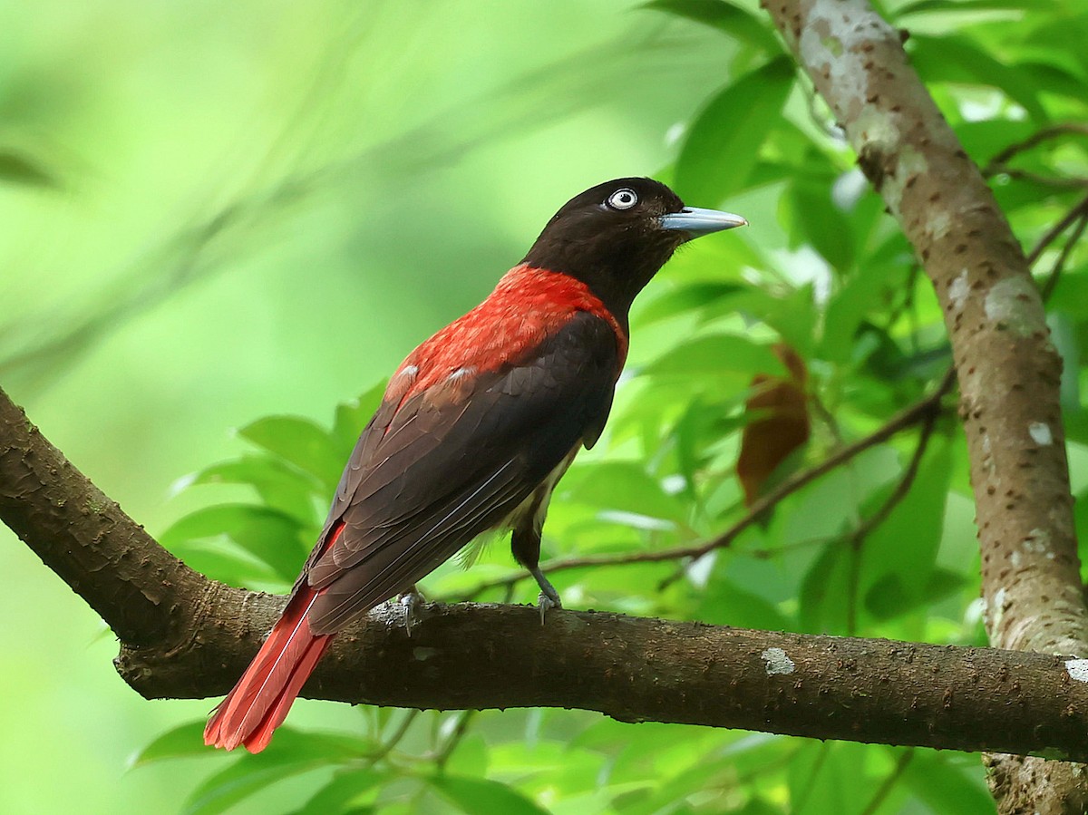 Maroon Oriole - ML645465584