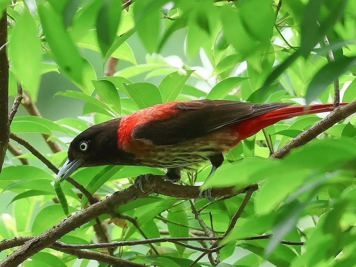 Maroon Oriole - ML645465585