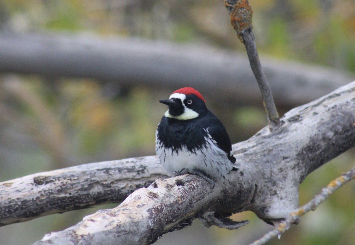 Acorn Woodpecker - ML645465586