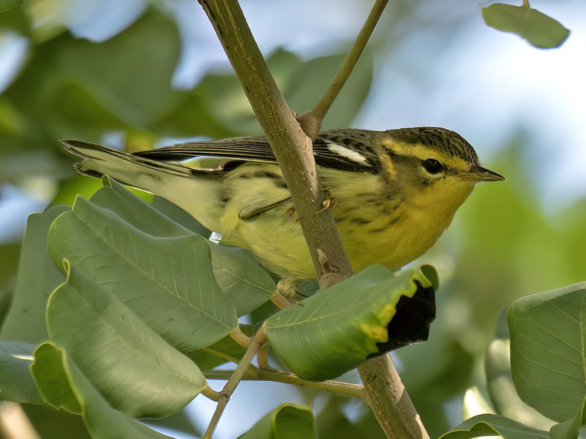 Blackburnian Warbler - ML645465593