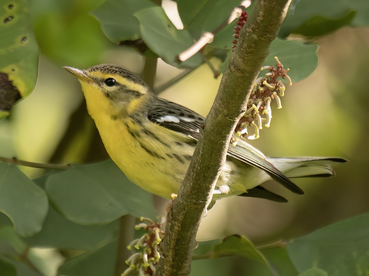 Blackburnian Warbler - ML645465594