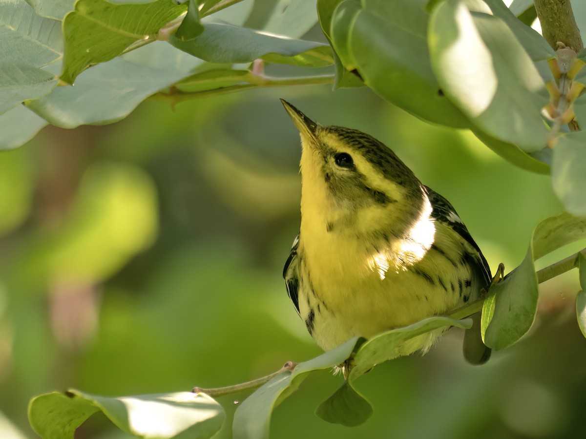 Blackburnian Warbler - ML645465595