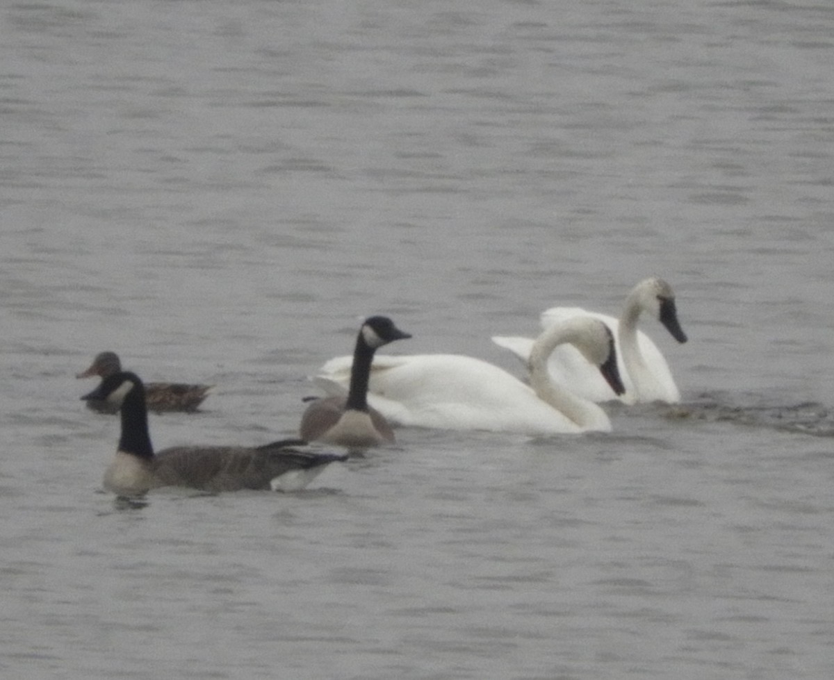 ברבור קטן - ML645465596