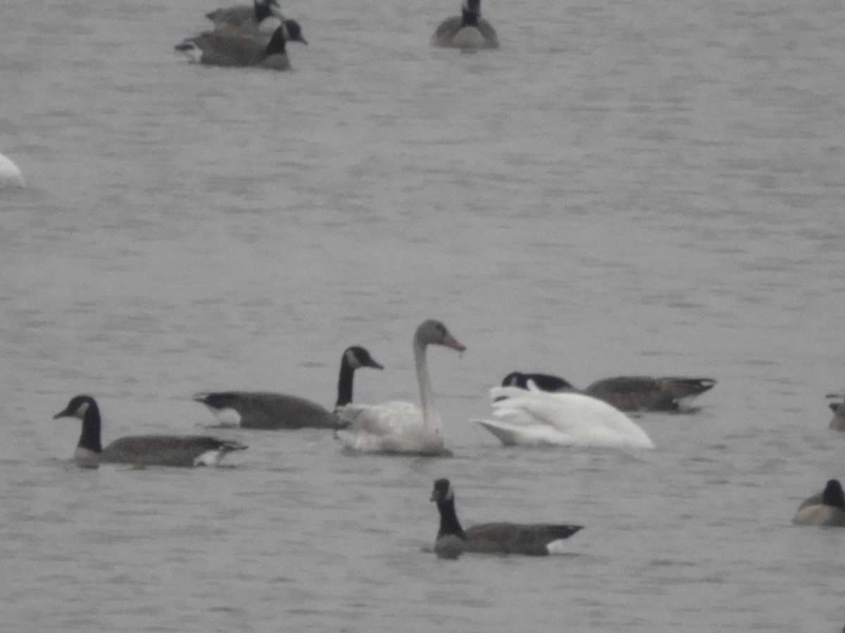 ברבור קטן - ML645465602