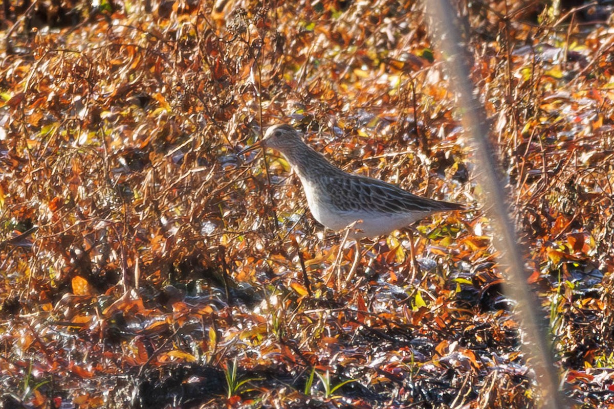 Pectoral Sandpiper - ML645465603