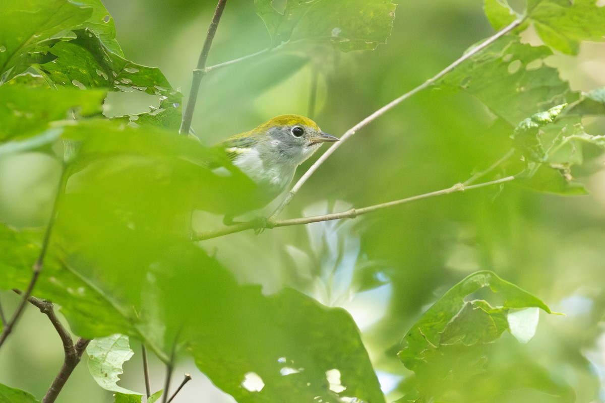 Chestnut-sided Warbler - ML645465605