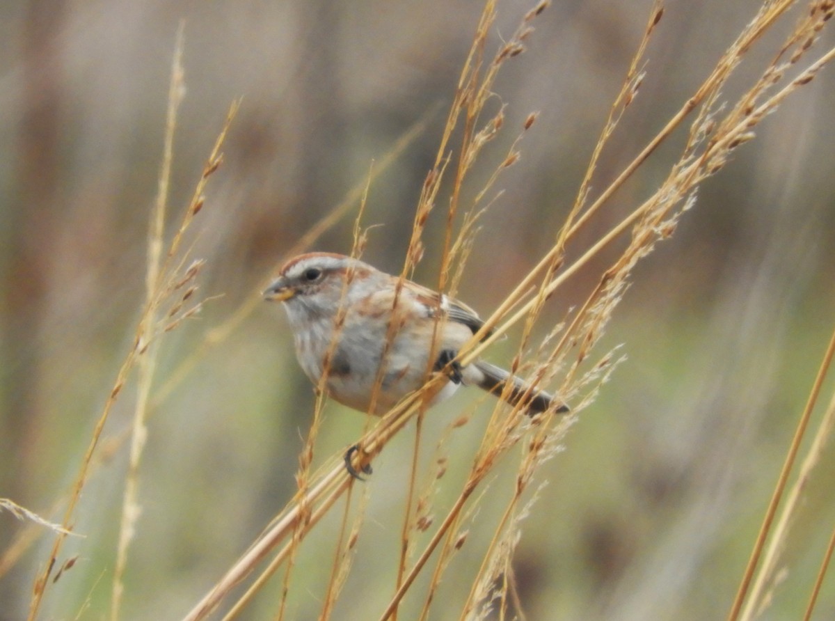 American Tree Sparrow - ML645465618