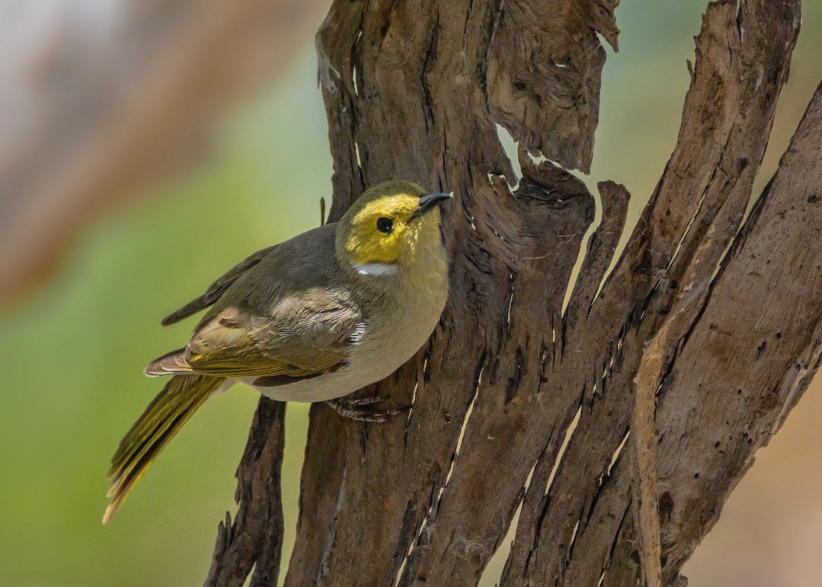 hvitsmykkehonningeter - ML645465625