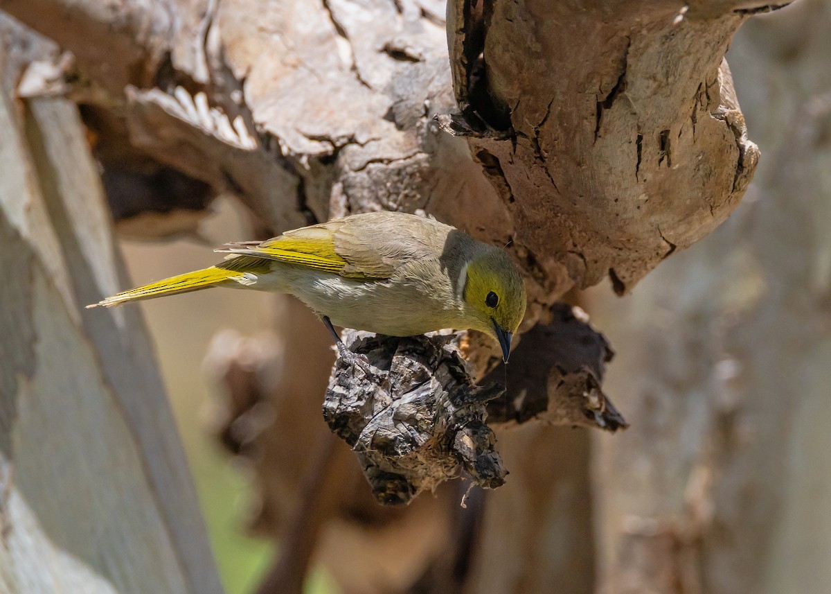 hvitsmykkehonningeter - ML645465626