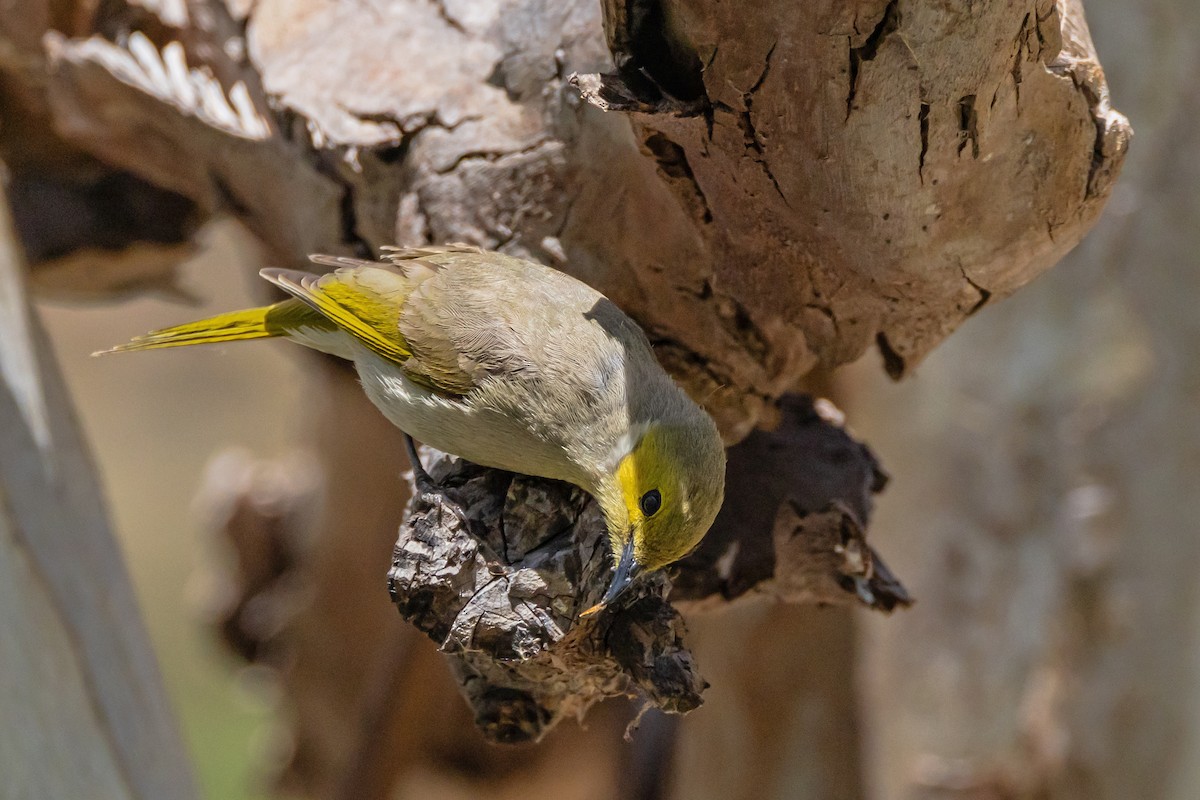 hvitsmykkehonningeter - ML645465627