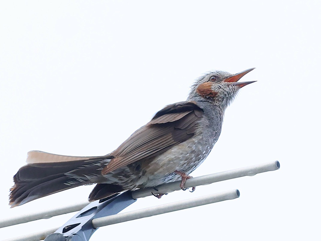 棕耳鵯 - ML645465668