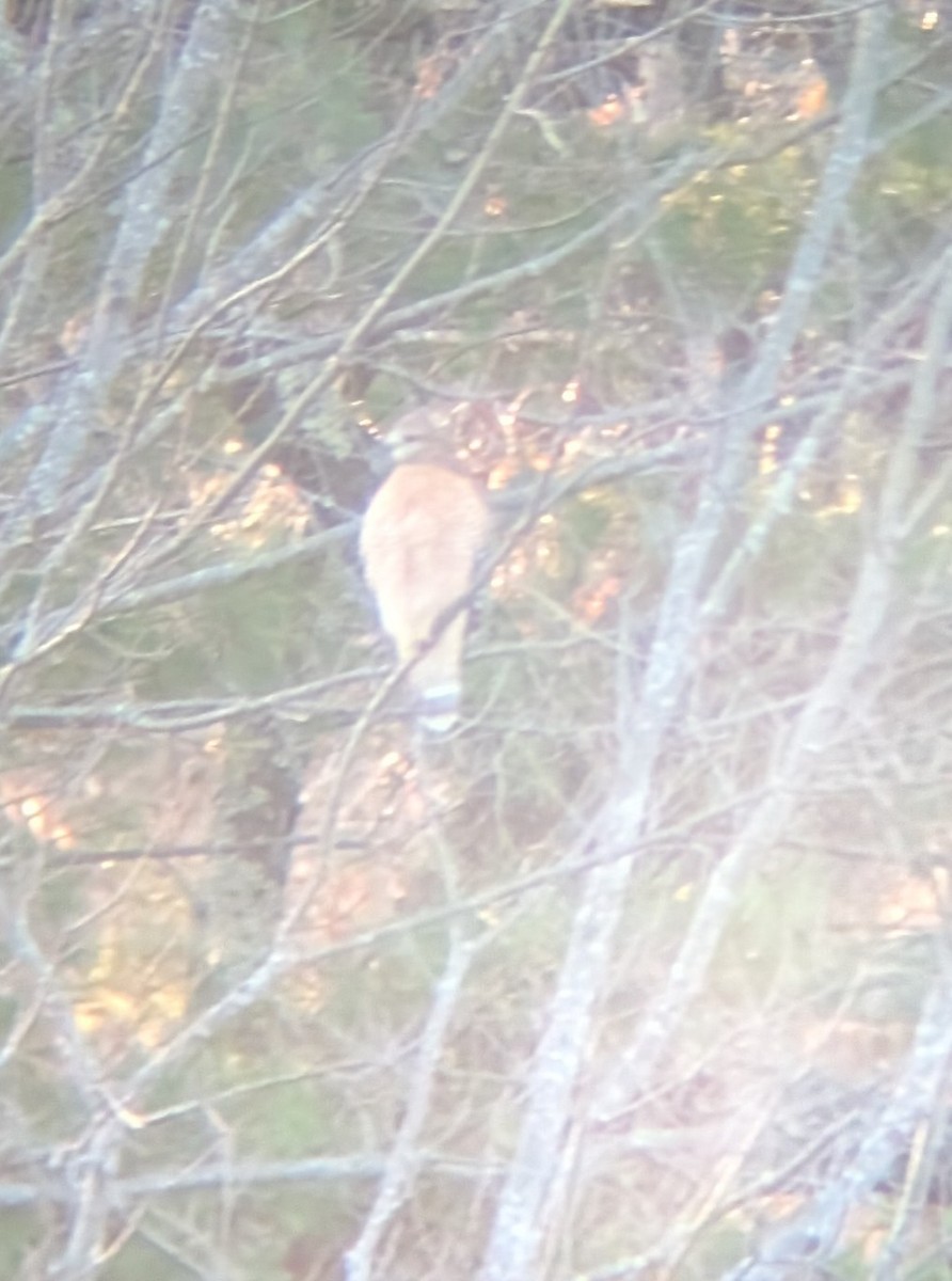 Red-shouldered Hawk - ML645465676